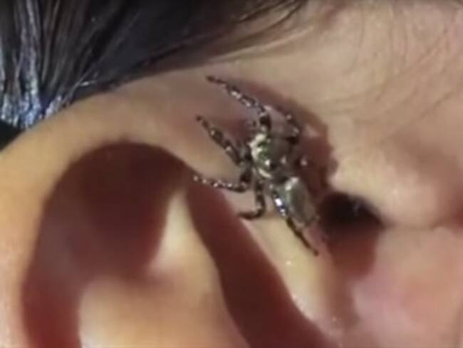 Le sale una araña de la oreja