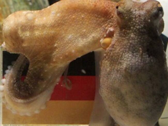 Paul predice que Alemania será tercer lugar en el mundial