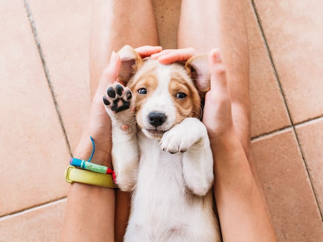 ¿Ya registraste a tu mascota? Esto cuesta la multa por no sacar el CURP de tu animal de compañía