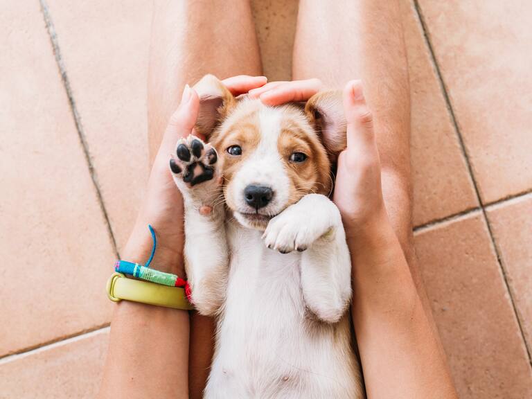 RUAC multa por no registrar a tus mascotas