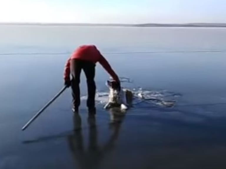 Salvan a perro atrapado en lago congelado