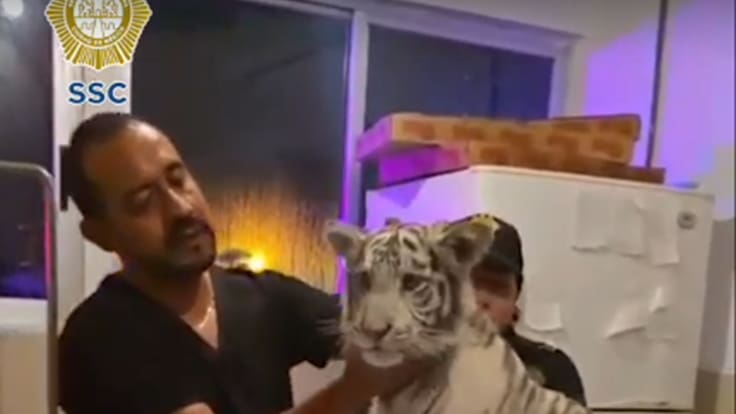 Tigre de bengala blanco fue rescatado en Iztapalapa, un hombre lo transportaba en su auto