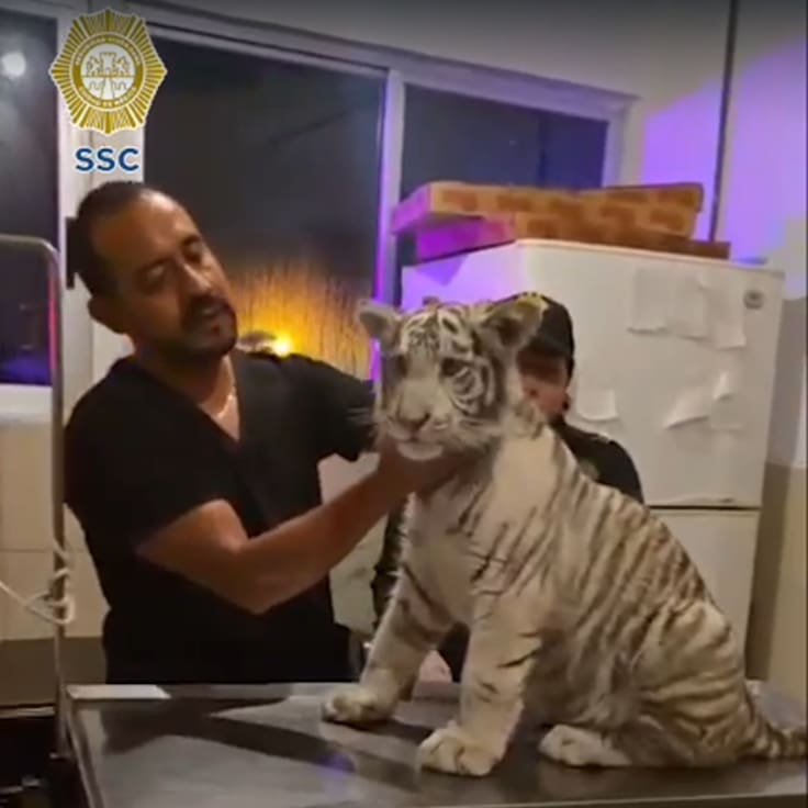 Tigre de bengala blanco fue rescatado en Iztapalapa, un hombre lo transportaba en su auto