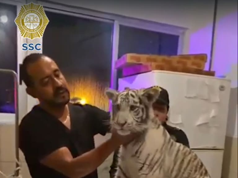 Tigre de bengala blanco fue rescatado en Iztapalapa cuando era transportado en un auto, el responsable del ejemplar fue detenido.