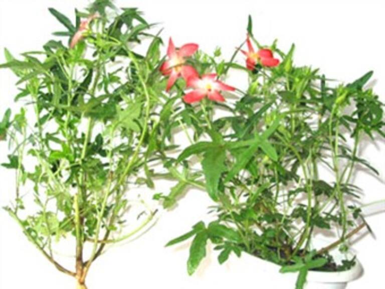 El ginseng y el ginko biloba para una mejor memoria