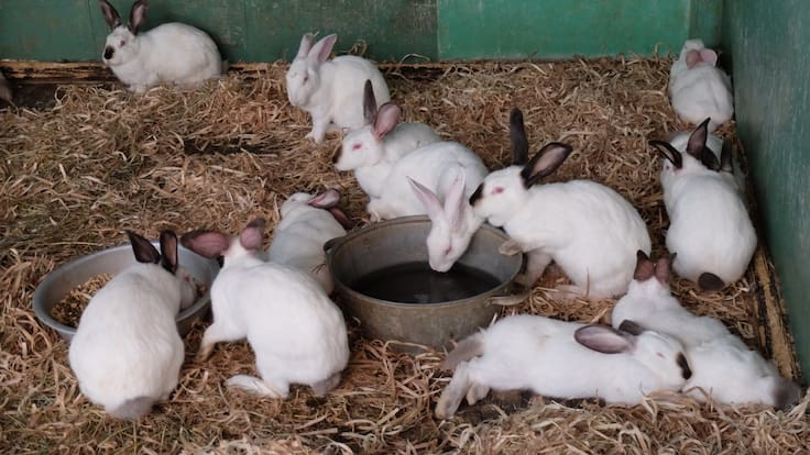 Detectan brote de enfermedad viral de conejos en Texcoco