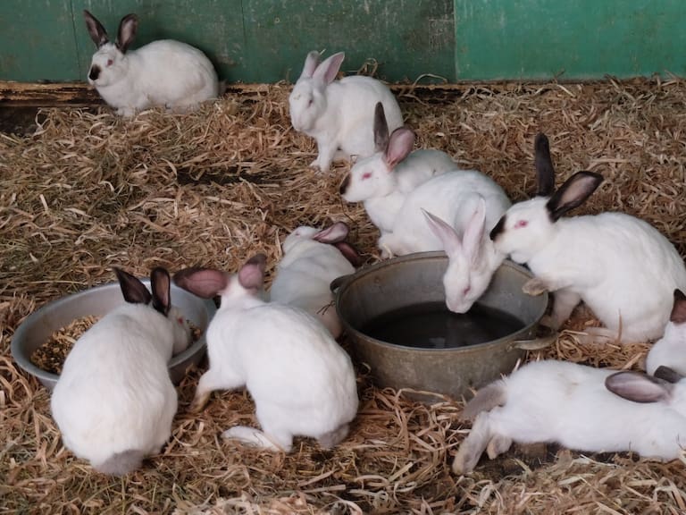Detectan brote de enfermedad viral de conejos en Texcoco
