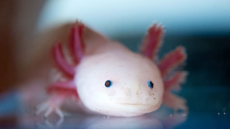 Día Nacional del Ajolote 2026 en CDMX: agenda y actividades culturales en Axolotitlán este 1 de febrero