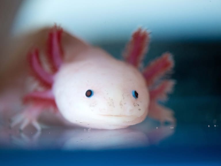 Center for Regenerative Therapies in Dresden - Axolotl