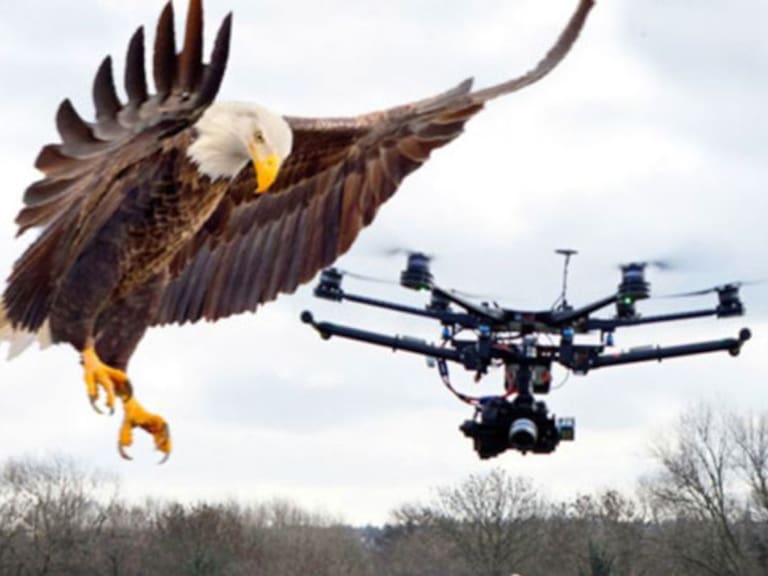 Compañía holandesa entrena águilas para derribar drones