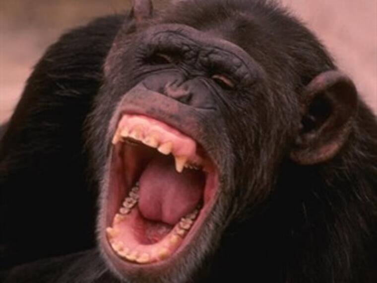 Prohibido hablar de política: Chimpancés cineastas