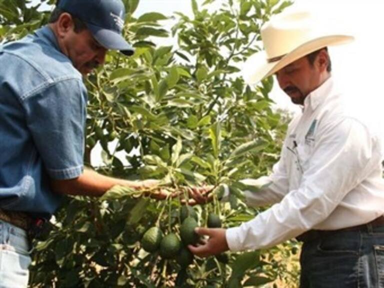 Acusan pago de piso productores en Michoacán