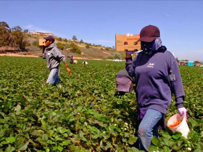 STPS supervisa campos de berries para garantizar trato digno a trabajadores