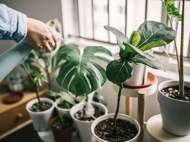 ¿Cómo mantener frescas las plantas durante una ola de calor? Consejos para protegerlas de las altas temperaturas