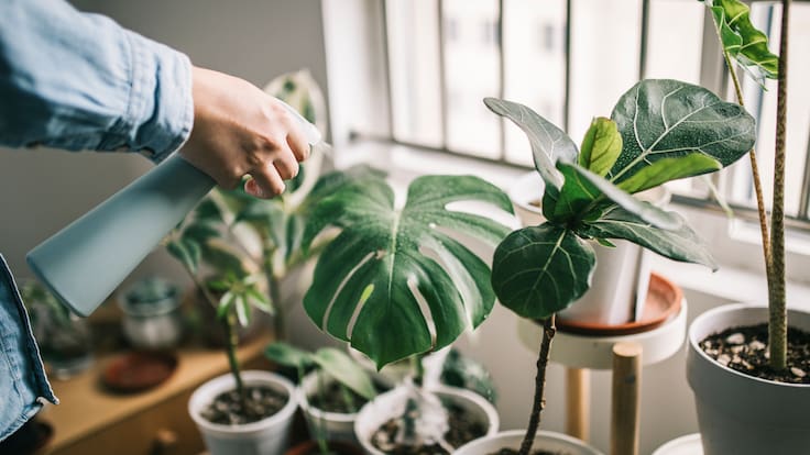 ¿Cómo mantener frescas las plantas durante una ola de calor? Consejos para protegerlas de las altas temperaturas