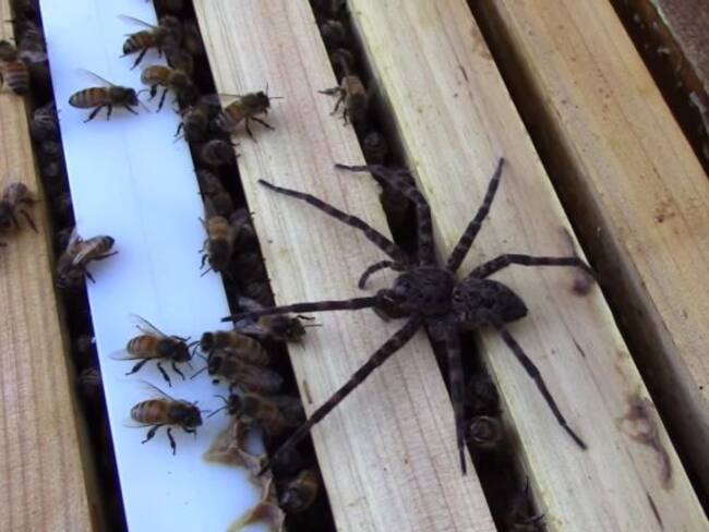 Colonia de abejas se une para matar a araña