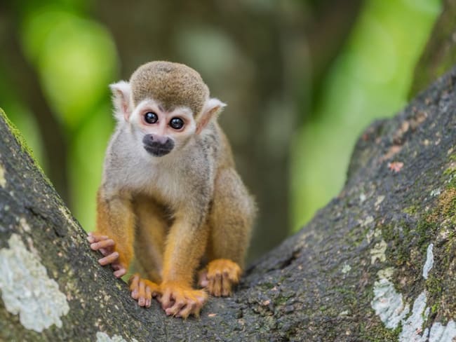 ¿Qué es la viruela del mono y cómo se manifiesta? Hay casos en Reino Unido