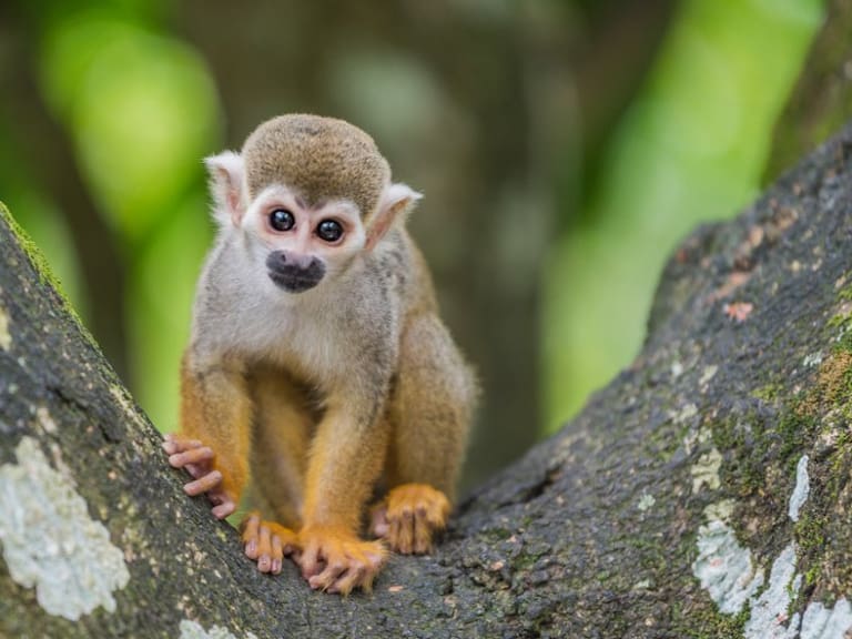 La Viruela del mono es endémica de países africanos.