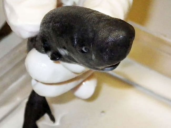 Baby Shark; descubren tiburón que brilla en la oscuridad