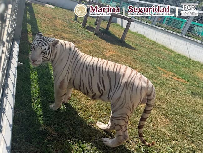 Hallan más de 130 animales exóticos en operativo contra huachicol en Tamaulipas