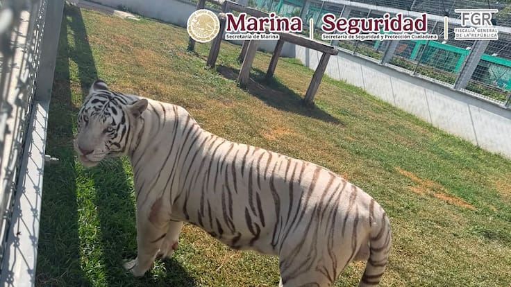 Hallan más de 130 animales exóticos en operativo contra huachicol en Tamaulipas
