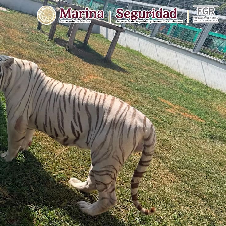Hallan más de 130 animales exóticos en operativo contra huachicol en Tamaulipas