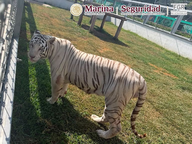 Hallan más de 130 animales exóticos en operativo contra huachicol en Tamaulipas