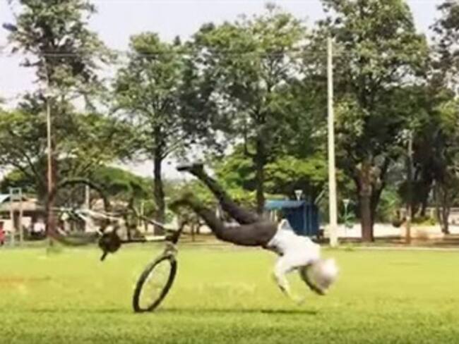 Los videos y noticias virales del 2015