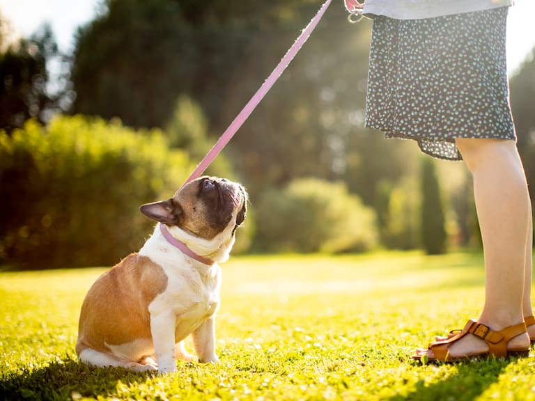 Las mascotas pueden portar un listón o pañuelo del color que represente su comportamiento.