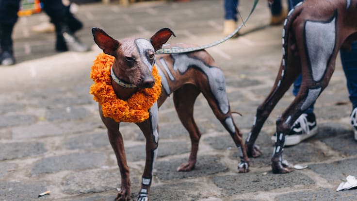 Paseo canino con xoloitzcuintles por el Día de Muertos: fecha y hora