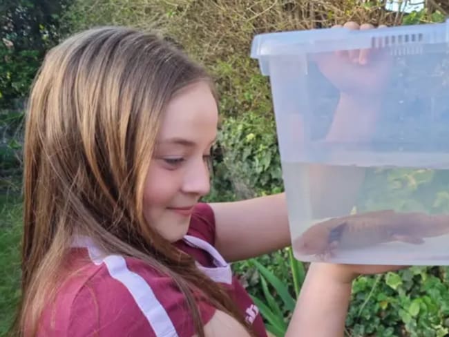 Ajolote aparece en Reino Unido: especie mexicana en estado crítico fuera de su hábitat