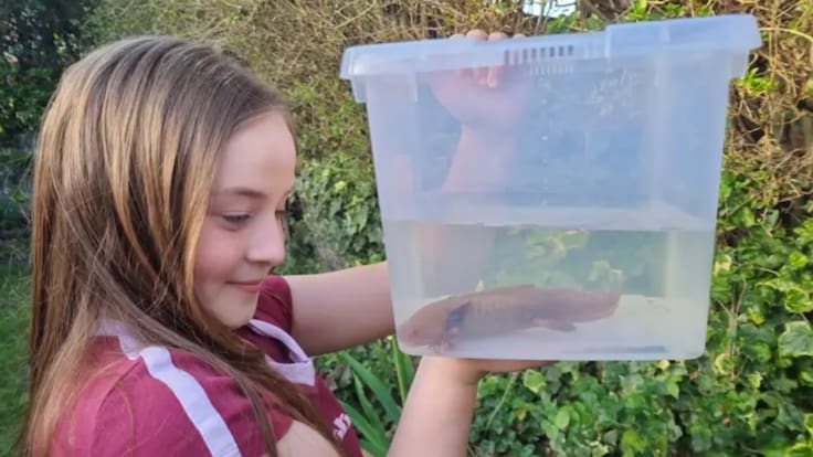 Ajolote aparece en Reino Unido: especie mexicana en estado crítico fuera de su hábitat