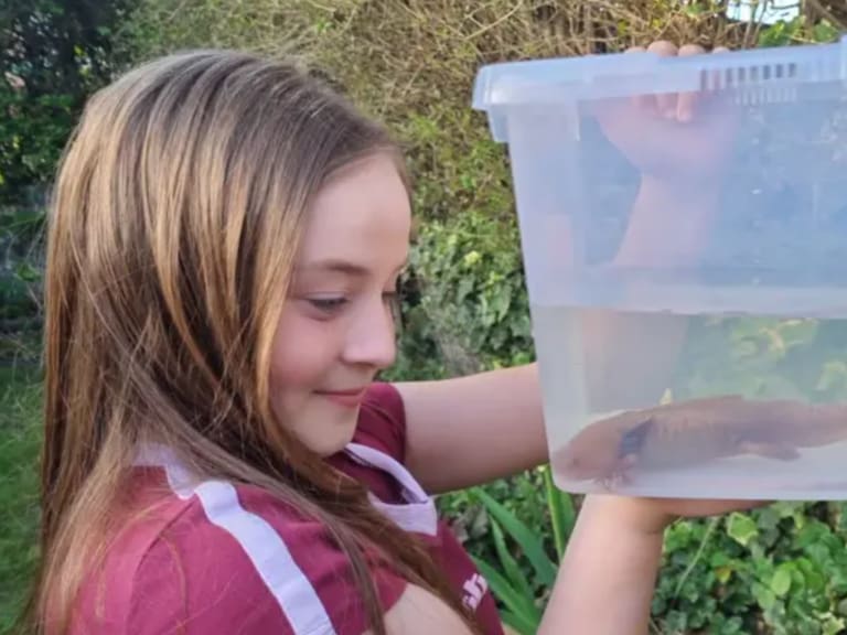 Mx - Ajolote aparece en Reino Unido y enciende alerta: especie mexicana en peligro crítico fuera de su hábitat