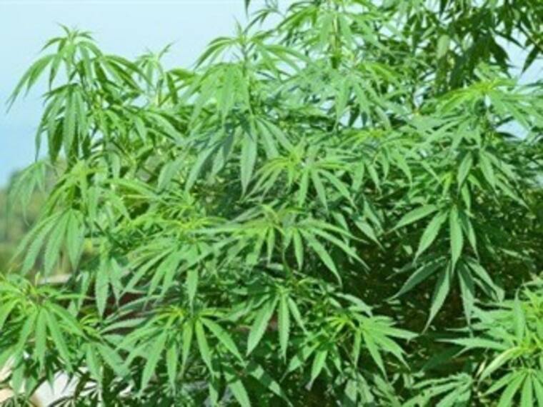La marihuana y los grandes retos de su tratamiento. Luis Meixueiro, psiquiatra. 05/03/13