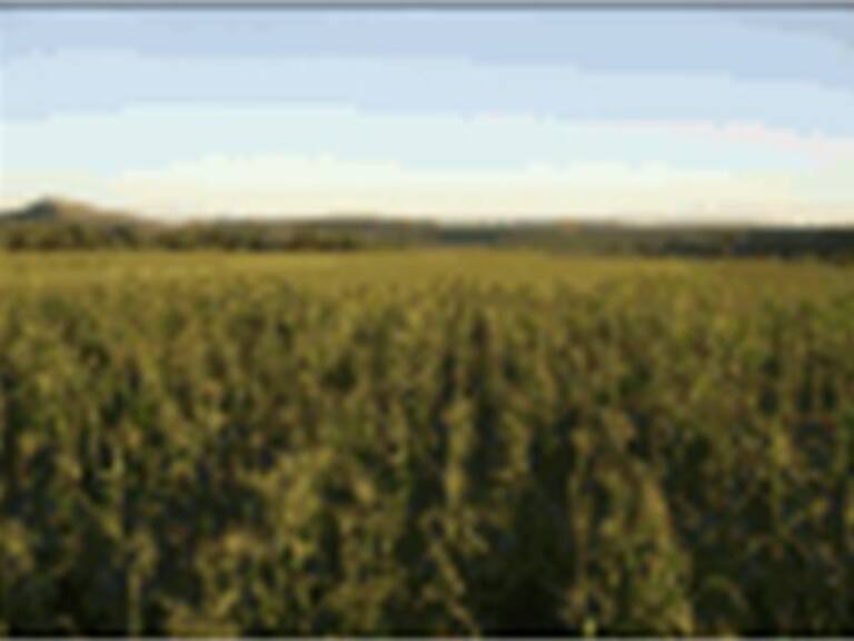 Localiza ejército mexicano plantío de marihuana en Chihuahua