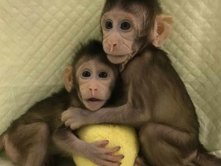 Polémica clonación de monos en China
