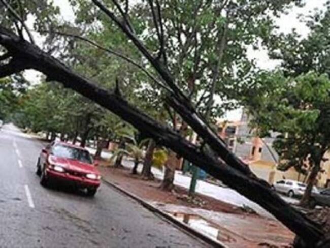 Caen 22 árboles y dos espectaculares por vientos en el DF