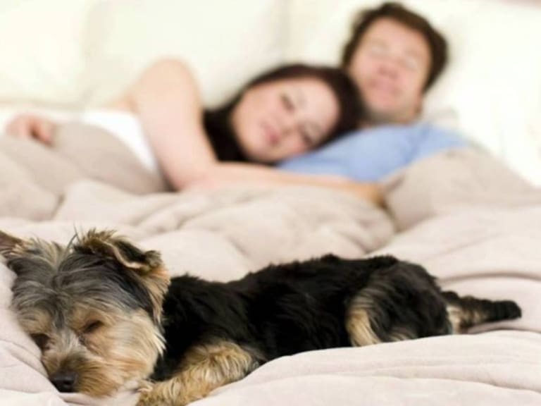 Dormir con tu mascota trae beneficios