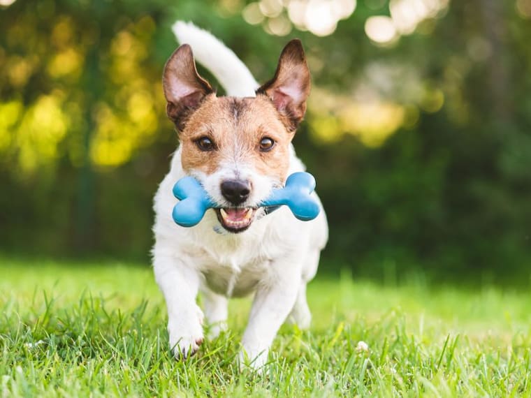 8 cosas que debes hacer para tener un perro feliz