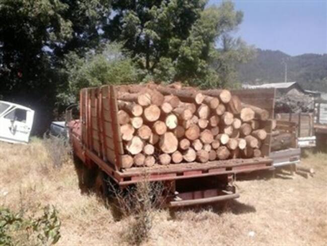 Decomisan 10 mil toneladas de madera en Michoacán