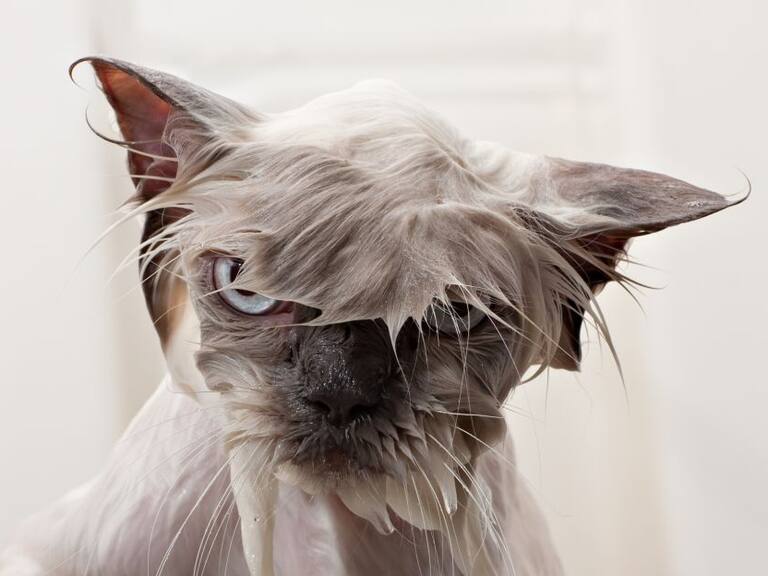 Lavado completo; gatito sobrevive a todo el ciclo de lavado