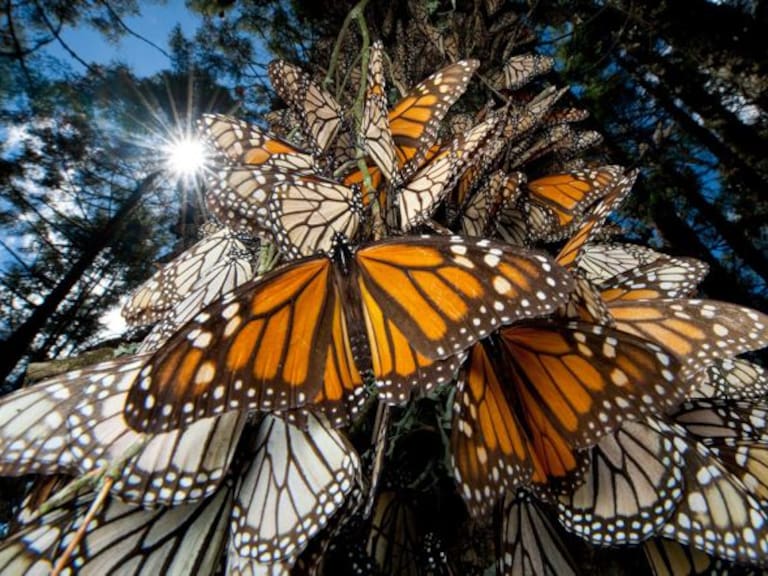 [Video] Este es el motivo por el que la mariposa Monarca migra a Michoacán