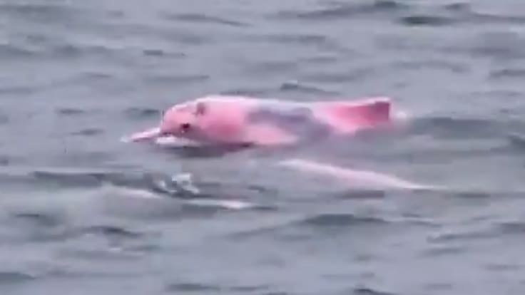 Delfín rosa en Omán: captan un ejemplar cerca de la playa de Qantab