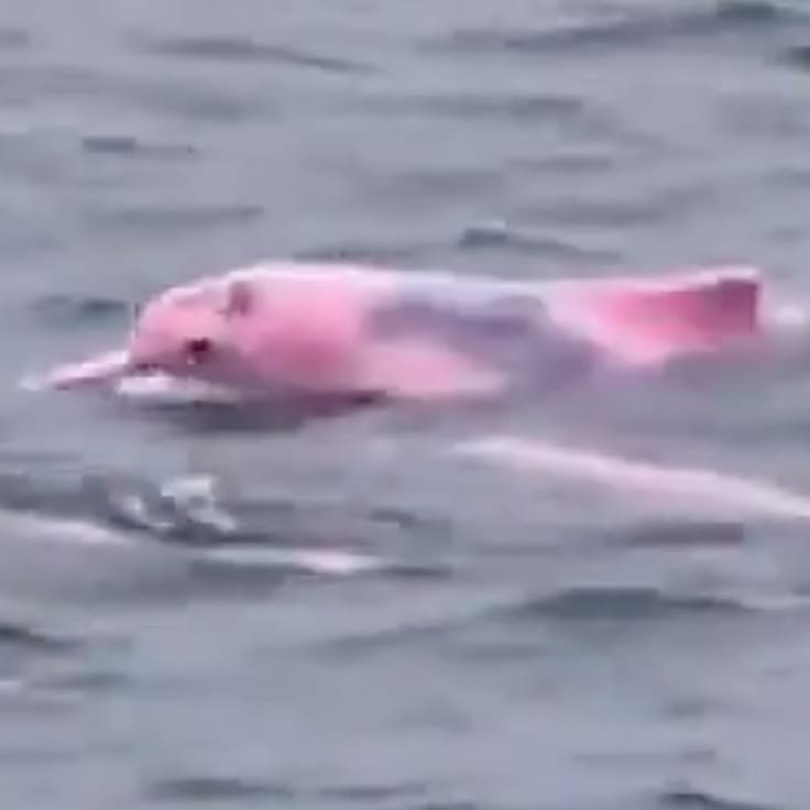 Delfín rosa en Omán: captan un ejemplar cerca de la playa de Qantab