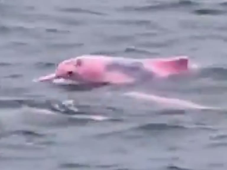 Captan un delfín rosa en Omán. FB