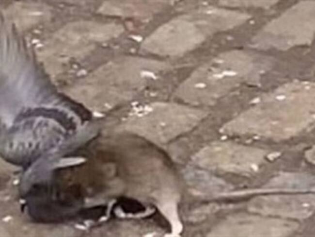 Rata vs. Paloma ¡Duelo a muerte!