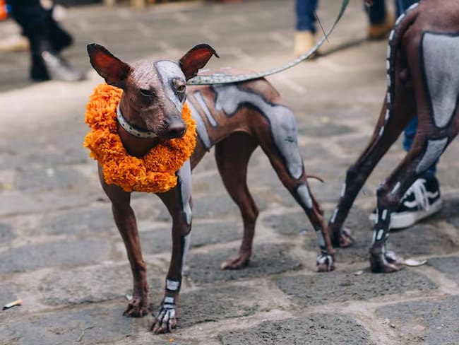 Aprueban el ‘Día Nacional del Xoloitzcuintle’ en México; ¿Qué significa y cuándo se celebra?