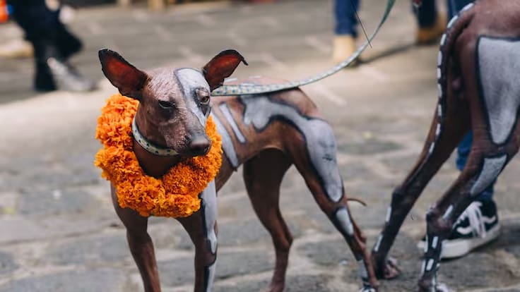 Aprueban el ‘Día Nacional del Xoloitzcuintle’ en México; ¿Qué significa y cuándo se celebra?