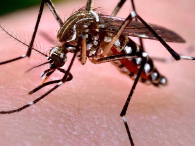 El 40% de personas con dengue están en la UdeG