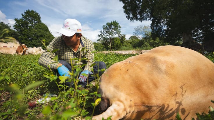 Aumentan casos de gusano barrenador Edomex; reportan 28 contagios activos